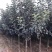 晚秋黄梨梨苗基地直销品种纯正保质保量死苗补发