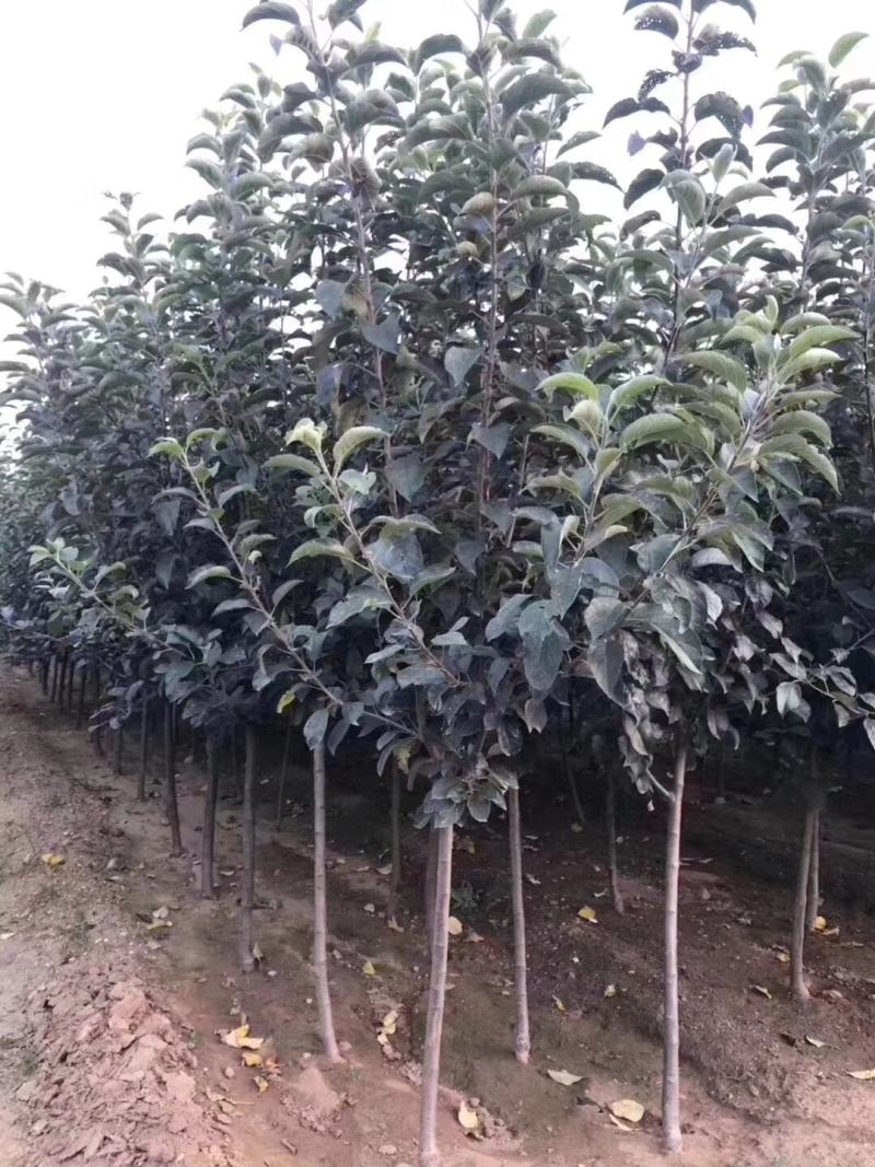 晚秋黄梨梨苗基地直销品种纯正保质保量死苗补发