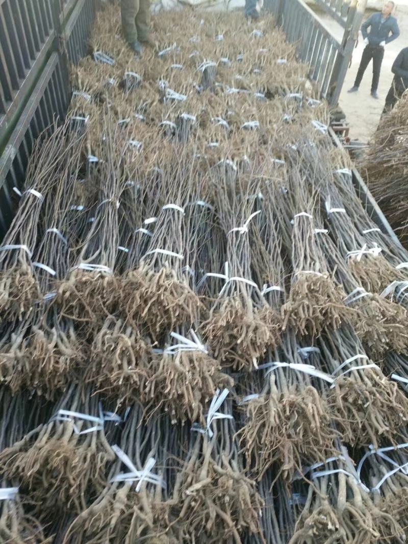 晚秋黄梨梨苗基地直销品种纯正保质保量死苗补发