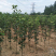 晚秋黄梨梨苗基地直销品种纯正保质保量死苗补发