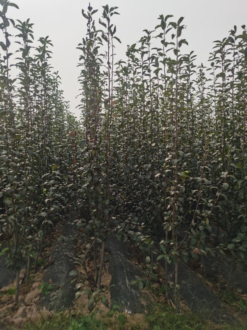 晚秋黄梨梨苗基地直销品种纯正保质保量死苗补发