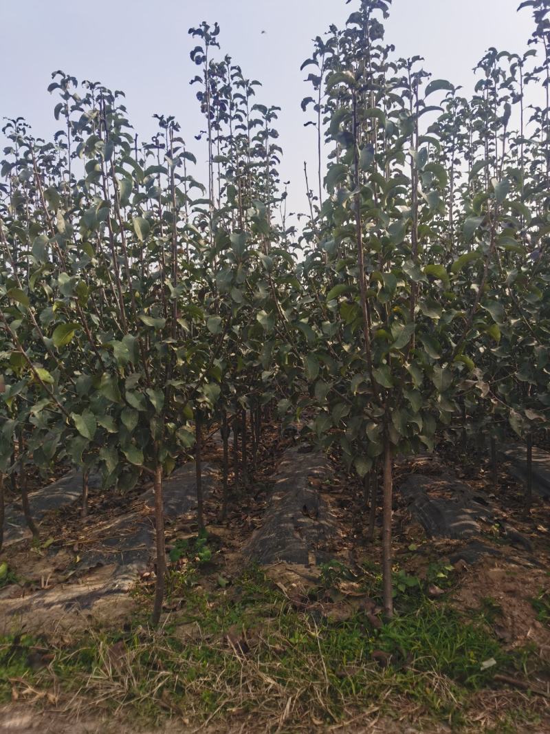 晚秋黄梨梨苗基地直销品种纯正保质保量死苗补发