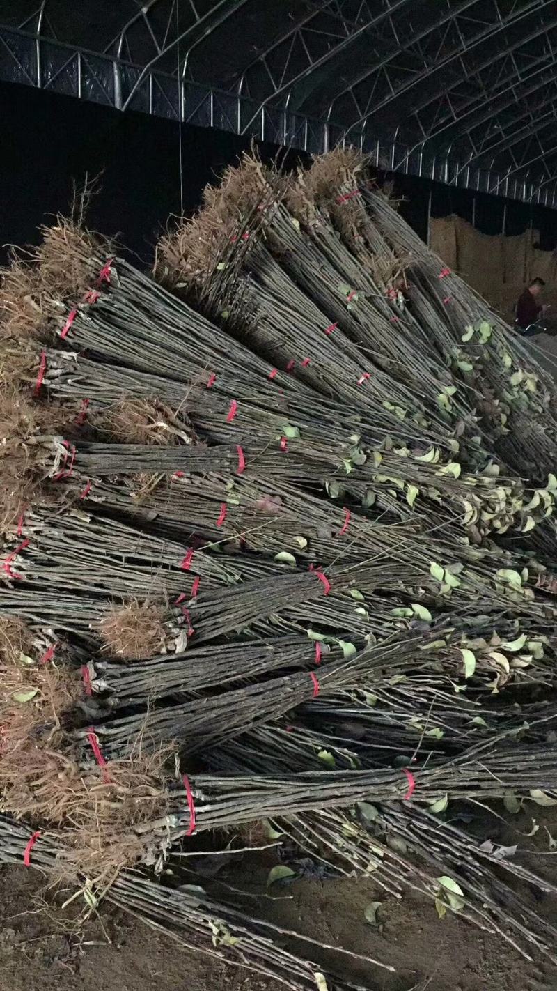 晚秋黄梨梨苗基地直销品种纯正保质保量死苗补发