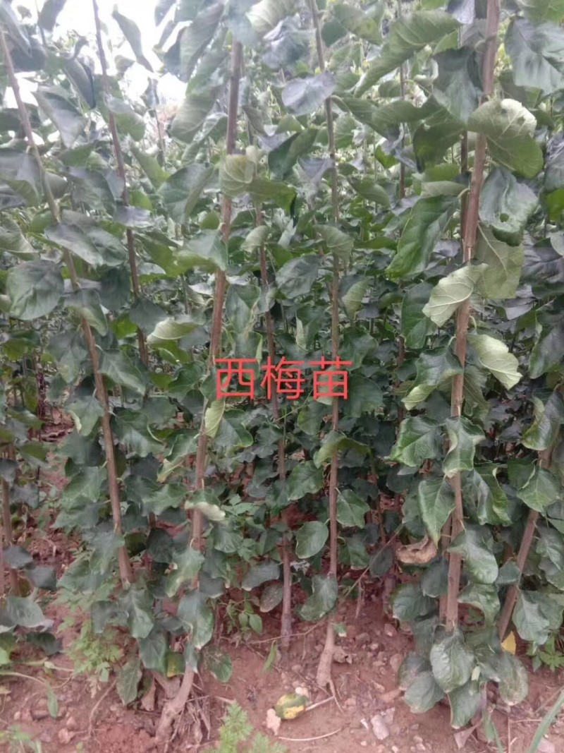 （🈶️好货）西梅蓝莓、西梅女神、法兰西包品种