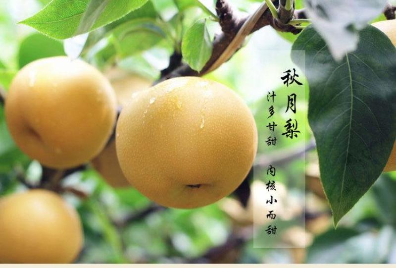 秋月梨苗基地直销品种纯正量大优惠死苗补发