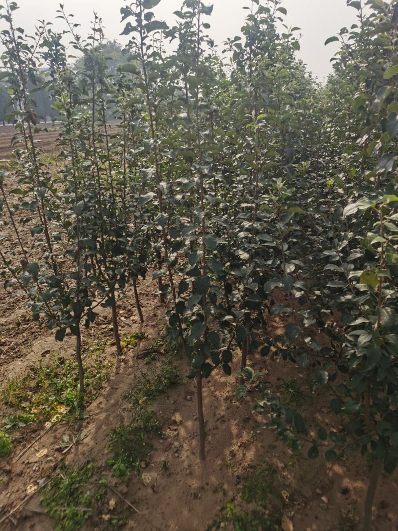 秋月梨苗基地直销品种纯正量大优惠死苗补发