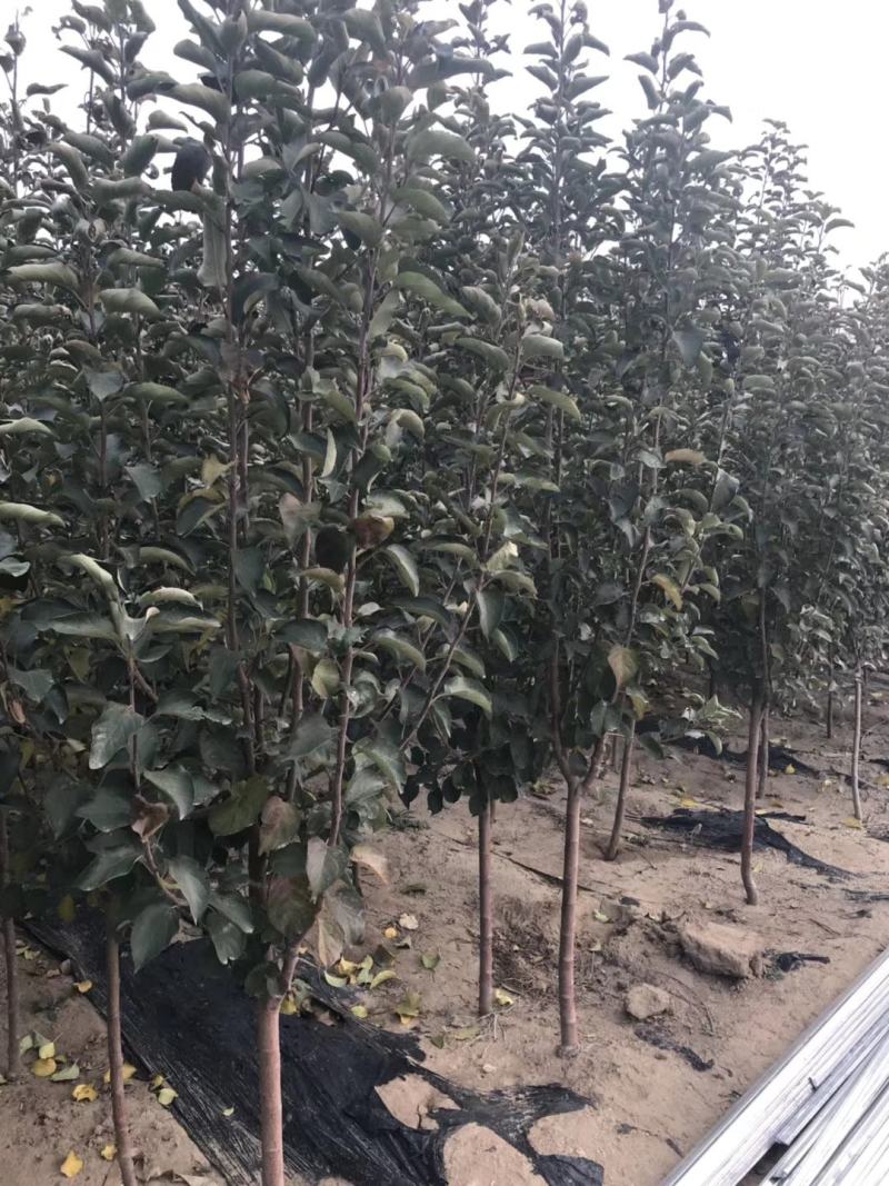 秋月梨苗基地直销品种纯正量大优惠死苗补发
