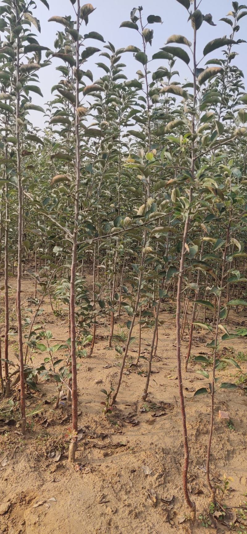 优选维纳斯黄金苹果苗保证品种现挖现发货