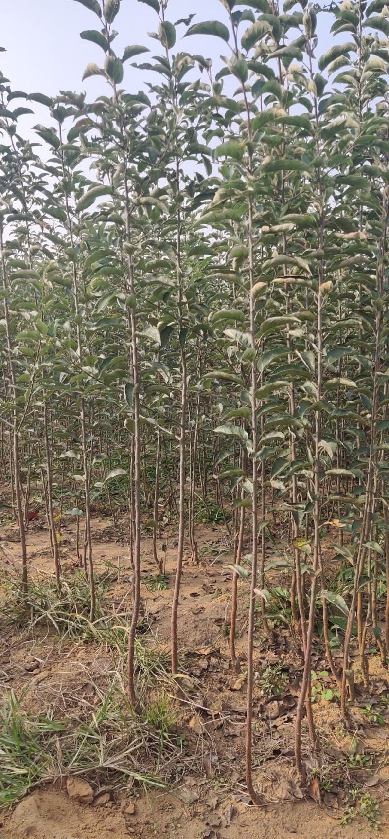 优选维纳斯黄金苹果苗保证品种现挖现发货