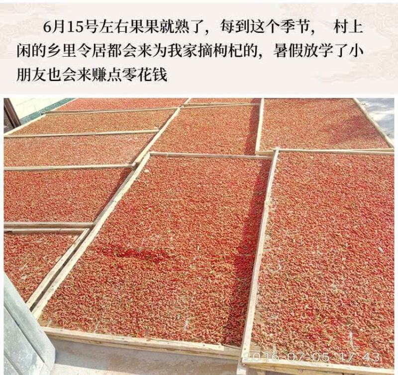 宁夏正宗枸杞子泡酒泡茶一件代发包邮