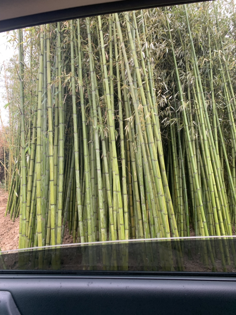 竹子，基地直销没有中间环节