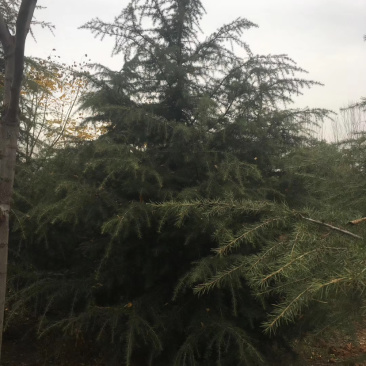 供应各种规格雪松量大从优