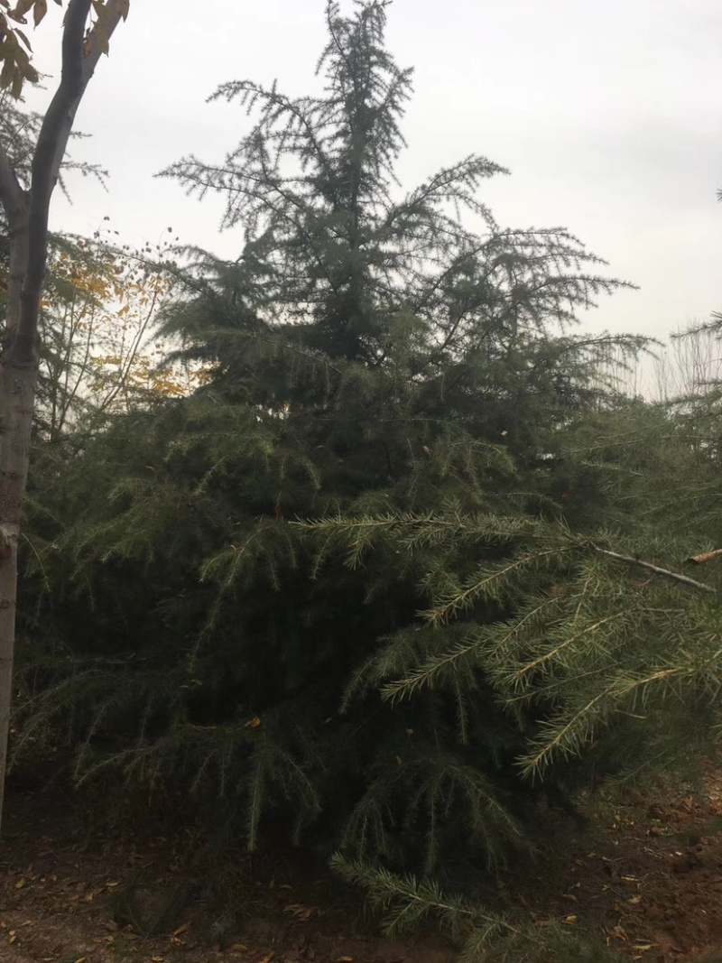 供应各种规格雪松量大从优