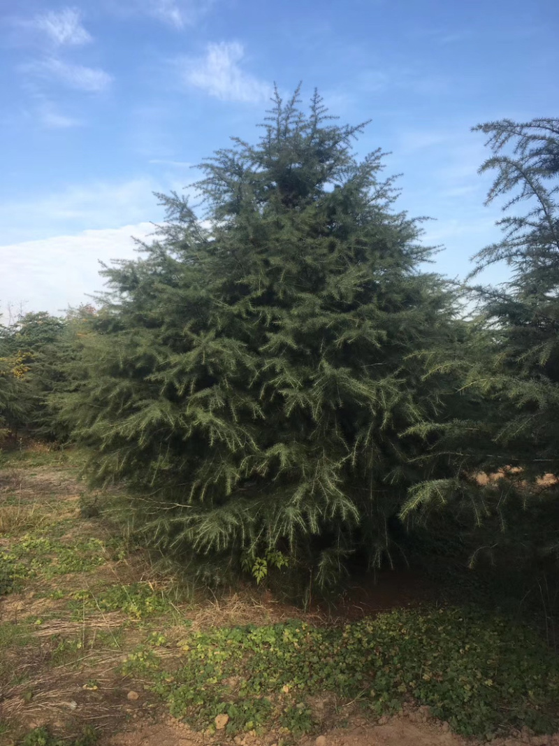 供应各种规格雪松量大从优