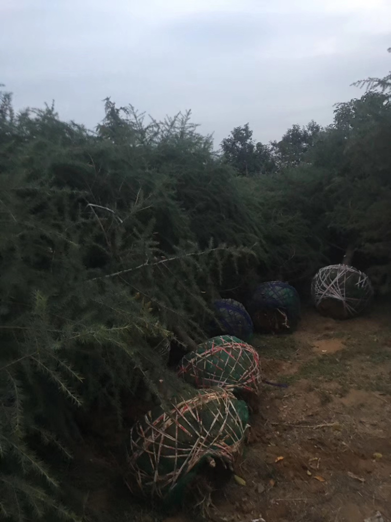 供应各种规格雪松量大从优