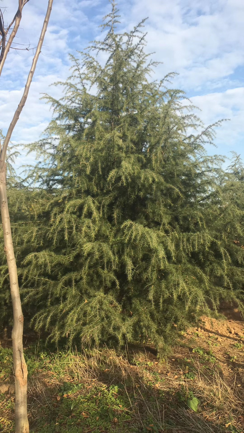 供应各种规格雪松量大从优