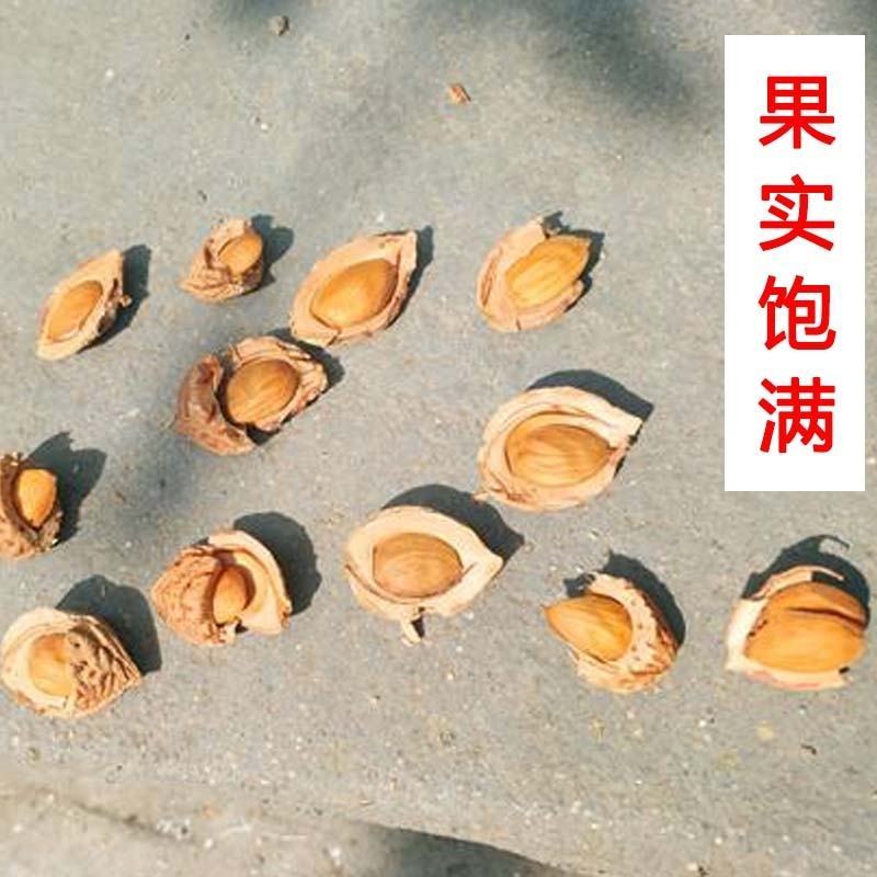 毛桃种子新采收毛桃核野毛桃树种子桃树种子大桃种子