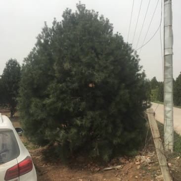 基地直销白皮松，树好冠圆