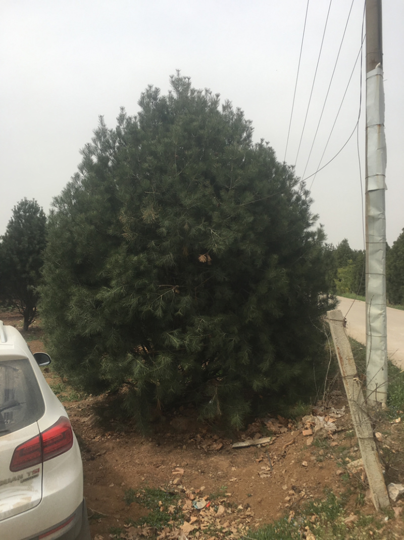 基地直销白皮松，树好冠圆