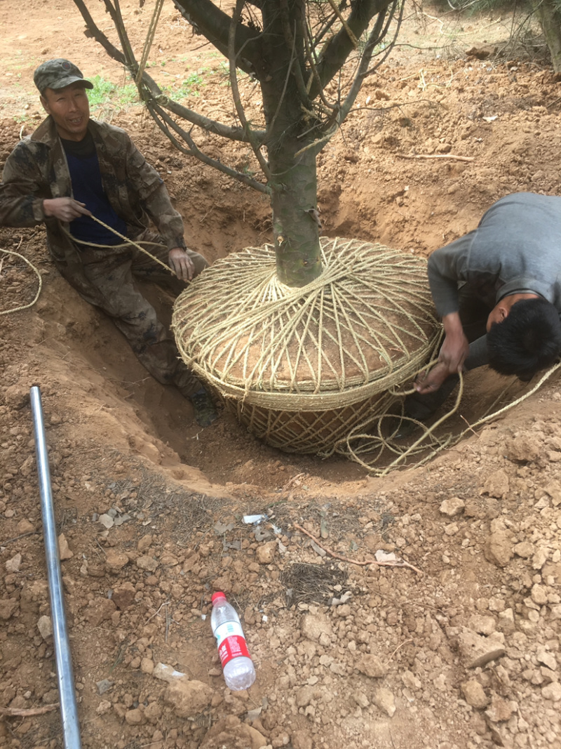 基地直销白皮松，树好冠圆