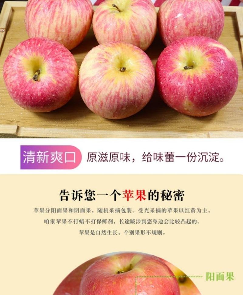 山东省烟台红富士苹果，产地发货，可视频苹果10月20上市