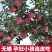 山东省烟台红富士苹果，产地发货，可视频苹果10月20上市