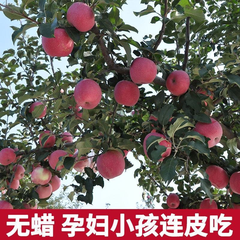 山东省烟台红富士苹果，产地发货，可视频苹果10月20上市