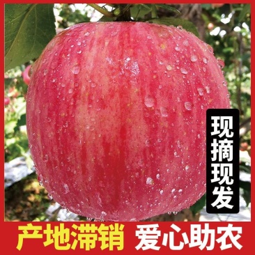 山东省烟台红富士苹果，产地发货，可视频苹果10月20上市