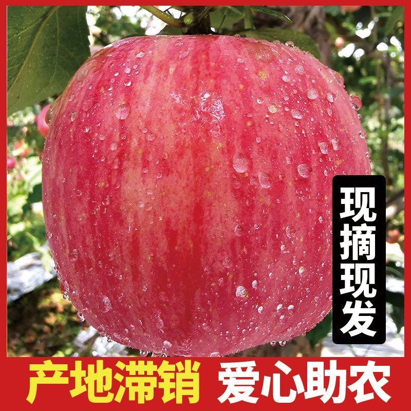 山东省烟台红富士苹果，产地发货，可视频苹果10月20上市