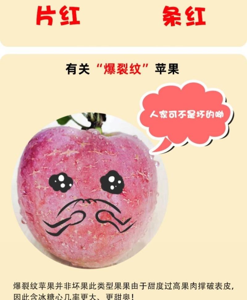 山东省烟台红富士苹果，产地发货，可视频苹果10月20上市