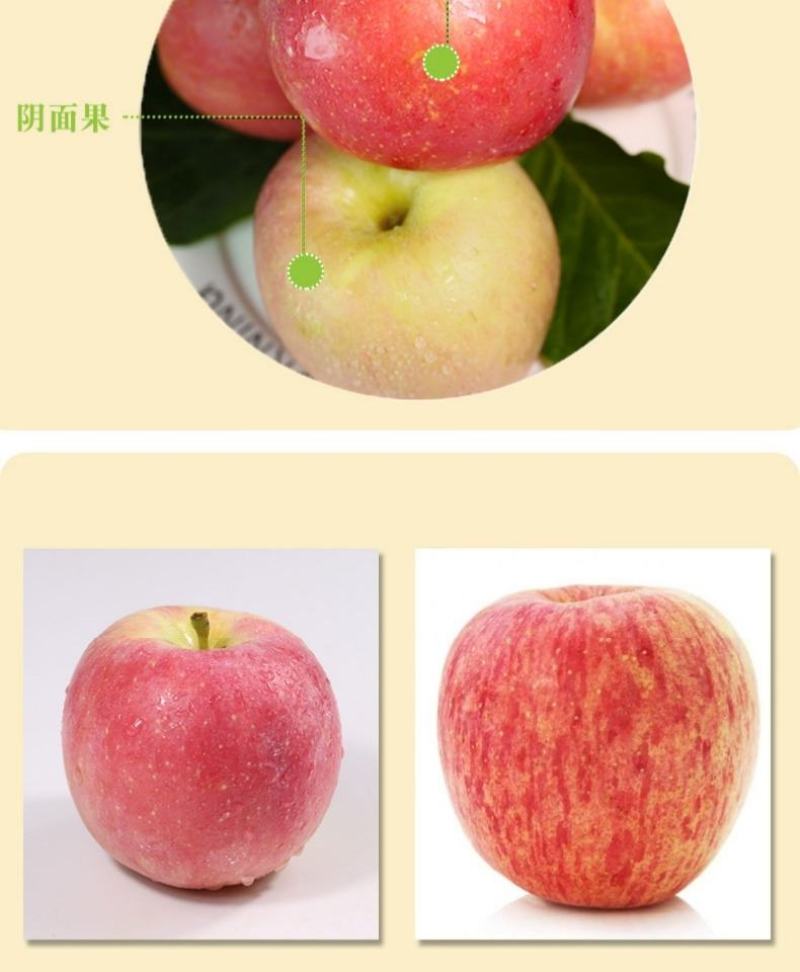山东省烟台红富士苹果，产地发货，可视频苹果10月20上市