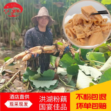洪湖精品粉藕支持一件代发酒店超市**特级粉藕