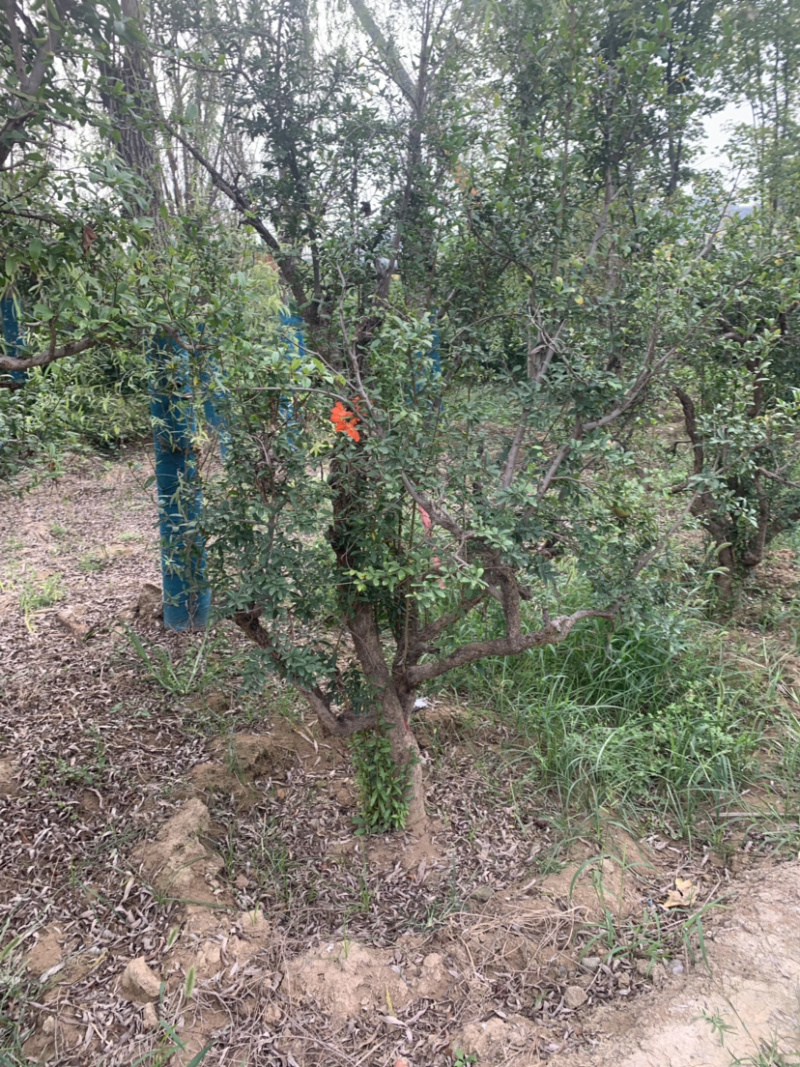 多年生，软仔石榴树需要的联系
