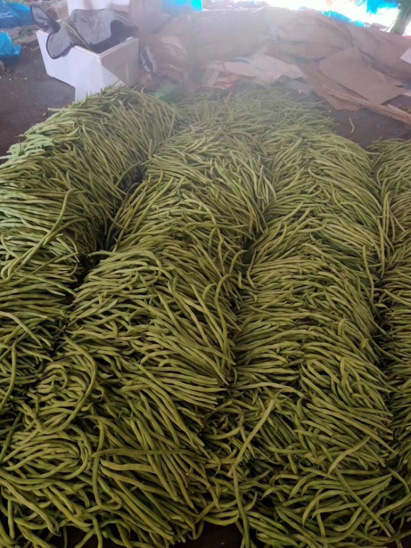 芸豆大量上市有货需要的老板联系我产地直发一件代发量大从优
