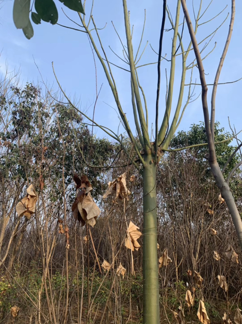 青桐，基地直销没有中间环节