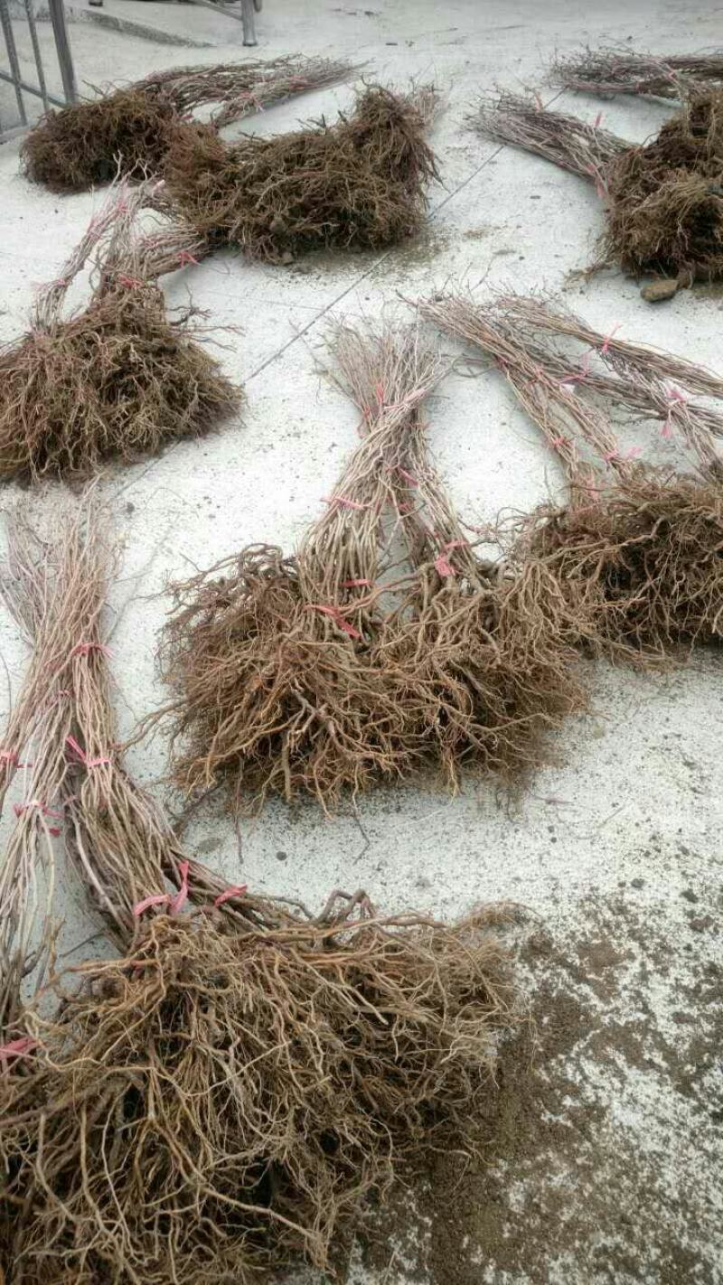 软枣树苗，丹东特产一年苗，2年苗，提供技术支持，投入少，