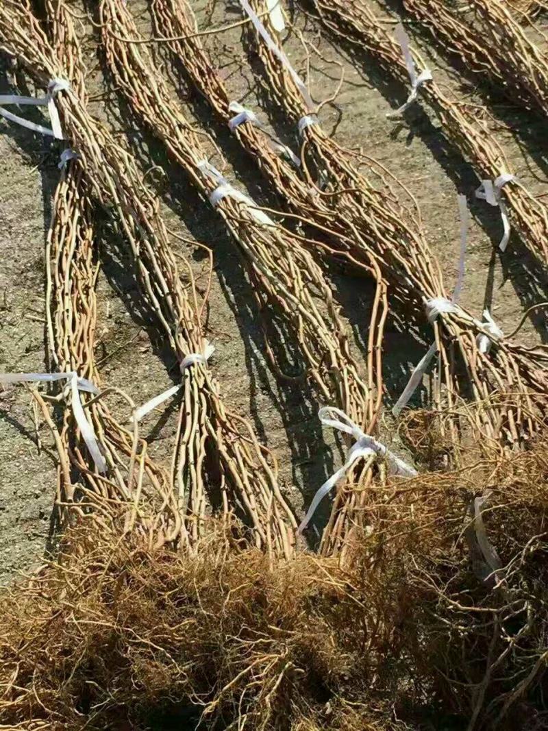 软枣树苗，丹东特产一年苗，2年苗，提供技术支持，投入少，
