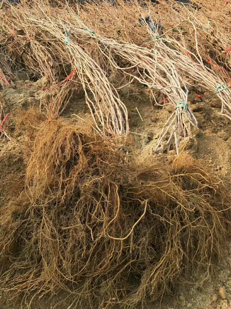 软枣树苗，丹东特产一年苗，2年苗，提供技术支持，投入少，