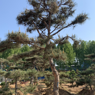 造型黑松，移栽树成活率高