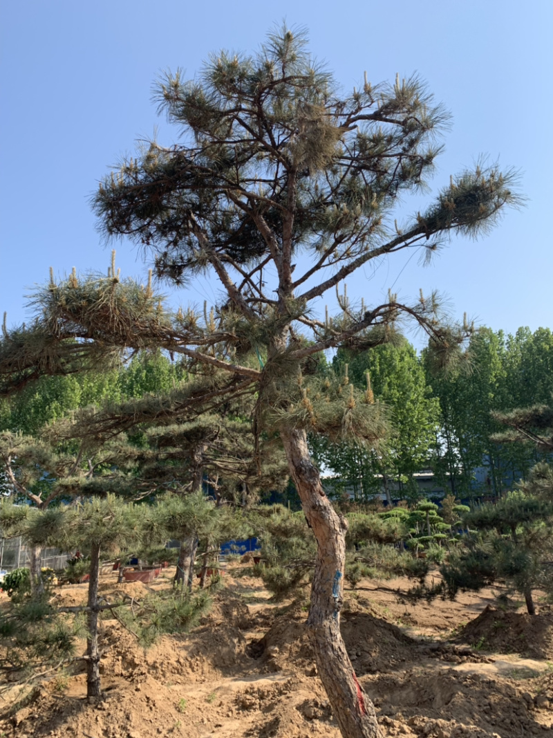 造型黑松，移栽树成活率高