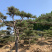 造型黑松，移栽树成活率高