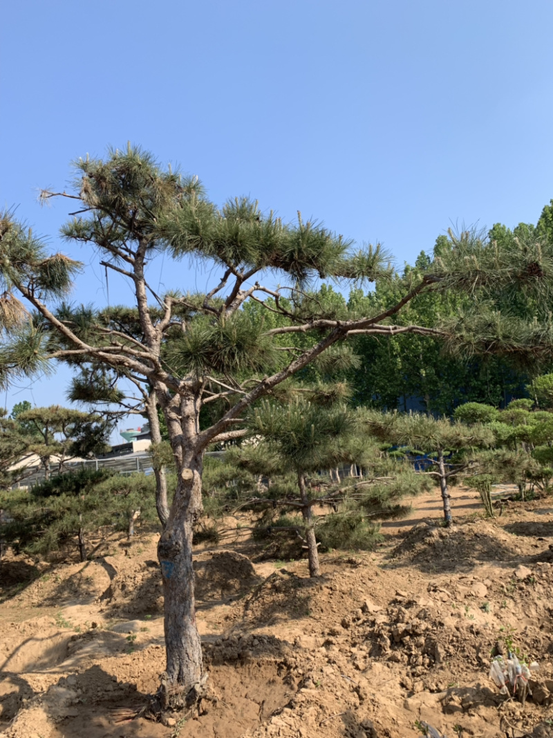 造型黑松，移栽树成活率高