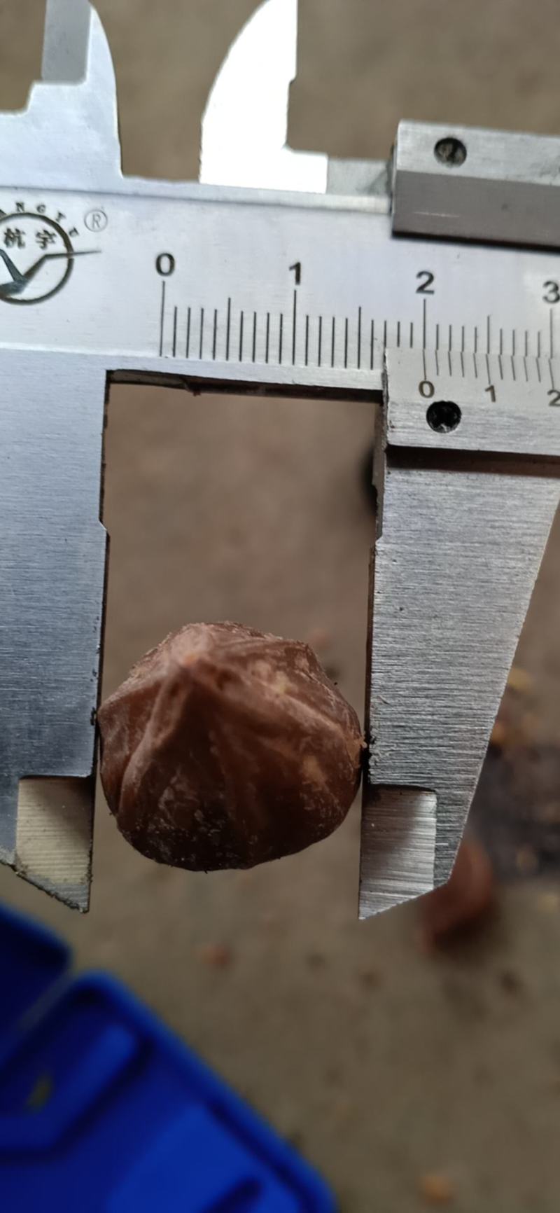 野生黑橄榄核大量有货