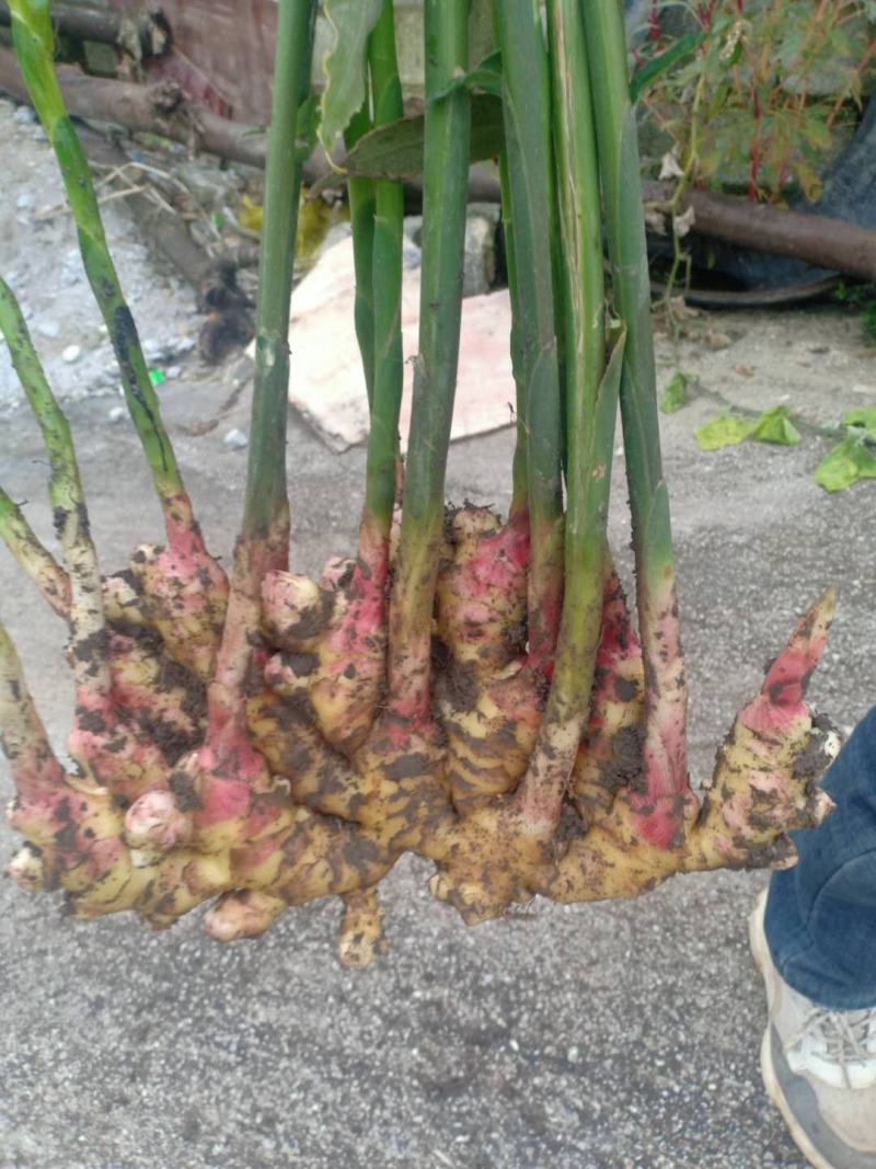 贵州贞丰大棚种植生姜