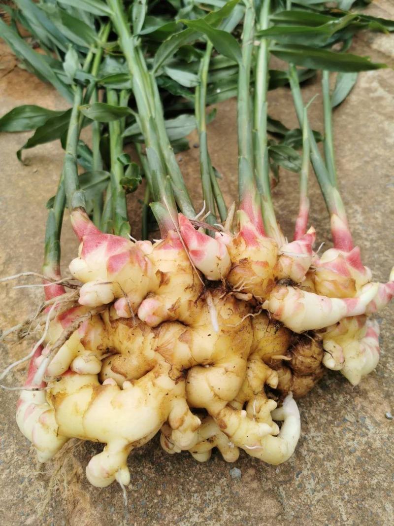 贵州贞丰大棚种植生姜