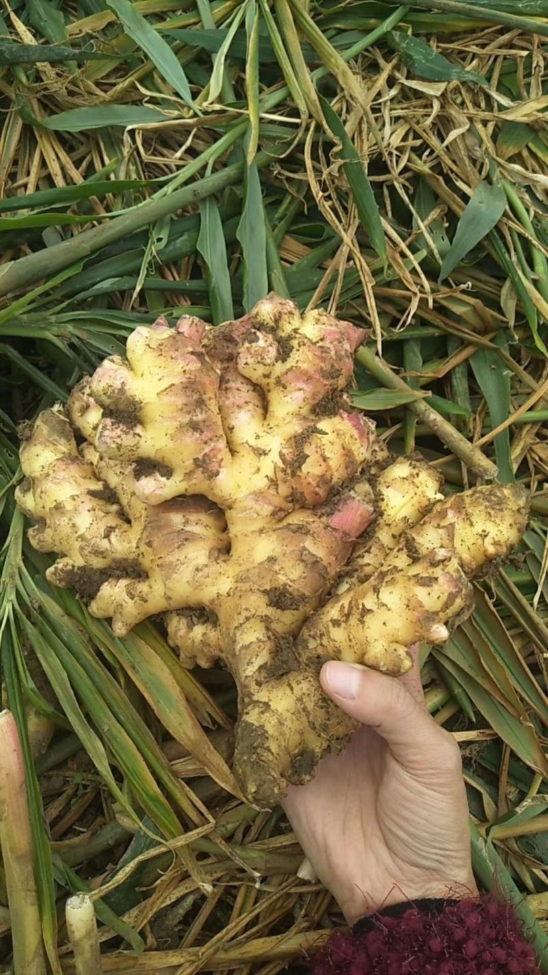 贵州贞丰大棚种植生姜