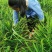 贵州贞丰大棚种植生姜