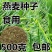 燕麦种子边锋燕麦牧草种子高产量饲料高营养热卖春秋季种植