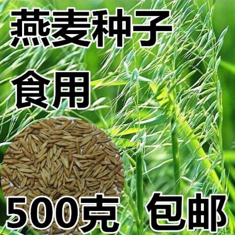 燕麦种子边锋燕麦牧草种子高产量饲料高营养热卖春秋季种植