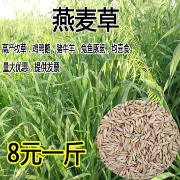 燕麦种子边锋燕麦牧草种子高产量饲料高营养热卖春秋季种植